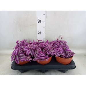 Tradescantia zebr. 'Pink Paradise'