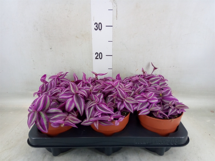 <h4>Tradescantia zebr. 'Pink Paradise'</h4>