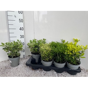 Euonymus japonicum mix 13Ø 30cm