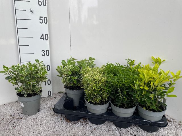Euonymus japonicum mix 13Ø 30cm