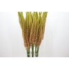 Eremurus Emmy Ro