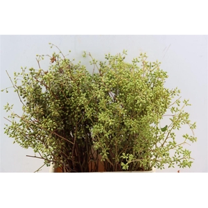 Euca Exotica Berry 45cm P Bunch