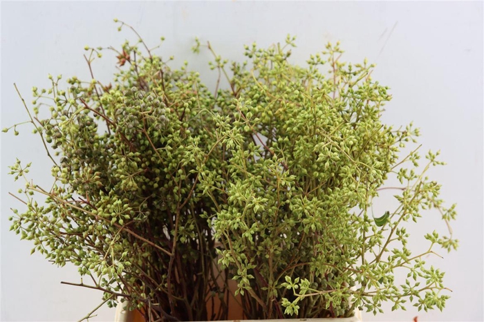 <h4>Euca Exotica Berry 45cm P Bunch</h4>
