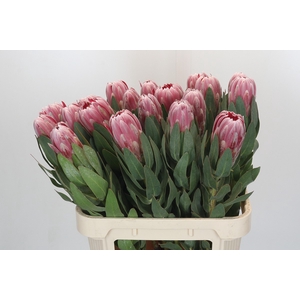 Protea Carnival