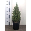 Picea Gl Conica