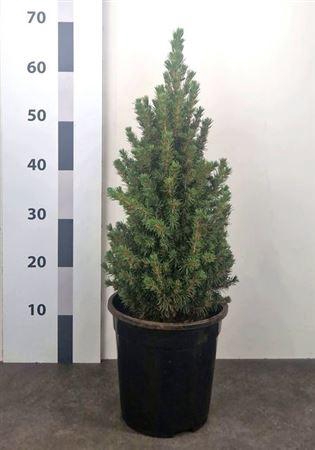 Picea Gl Conica
