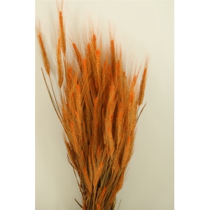 Dried Triticale Frosted Orange