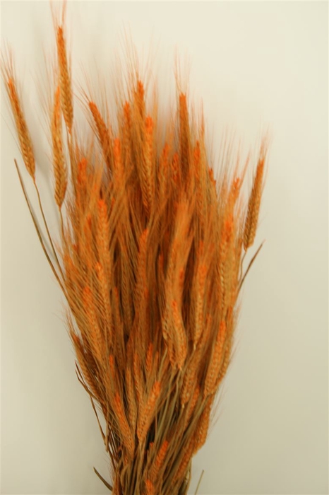 Dried Triticale Frosted Orange