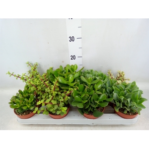 Crassula   ...mix