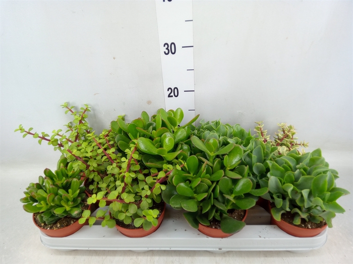 <h4>Crassula   ...mix</h4>