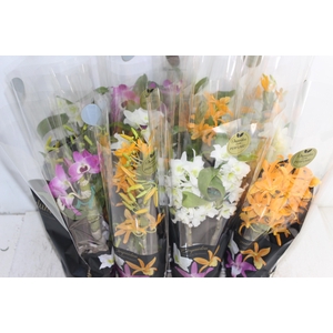 DENDROBIUM NOBILY P09 PREMIUM