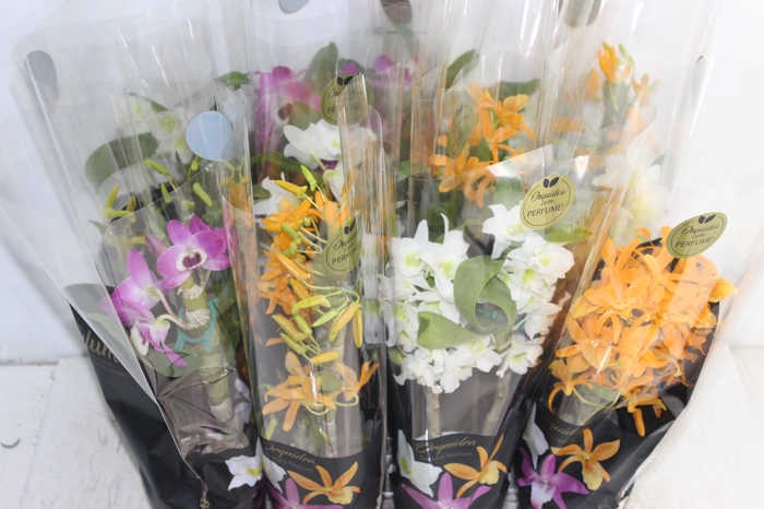 <h4>DENDROBIUM NOBILY P09 PREMIUM</h4>