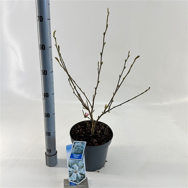 <h4>Magnolia stellata</h4>