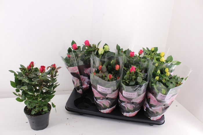 <h4>RO PATHIT GEM 5 SRT</h4>