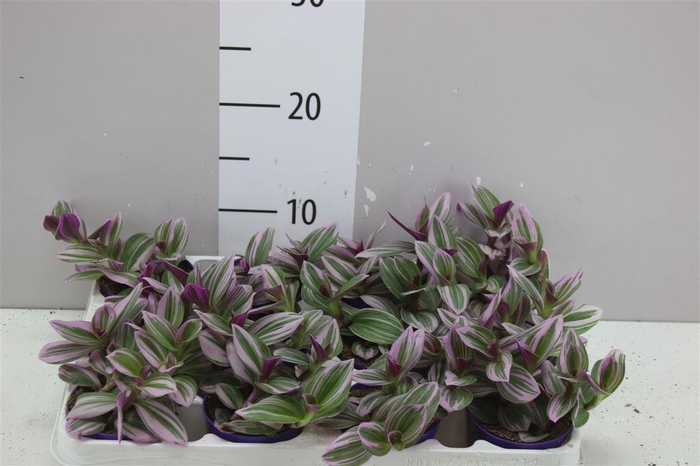 <h4>Tradescantia Albiflora 'nanouk'</h4>