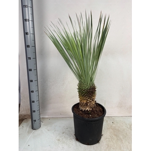 YUC ROSTRATA