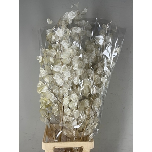 DF Lunaria Silverleaf Bs