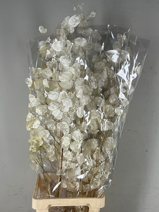 <h4>DF Lunaria Silverleaf Bs</h4>