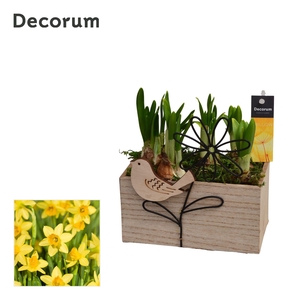 Narcis Aviflora HL15033N