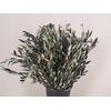 PF OLIVE BS 150GR