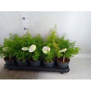 Asparagus dens. 'Cwebe'