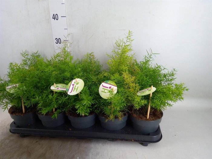 <h4>Asparagus dens. 'Cwebe'</h4>