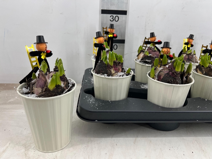 <h4>ARR HYACINTH</h4>