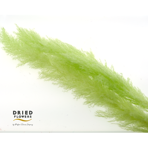 Dried Cortaderia Dadang Light Green