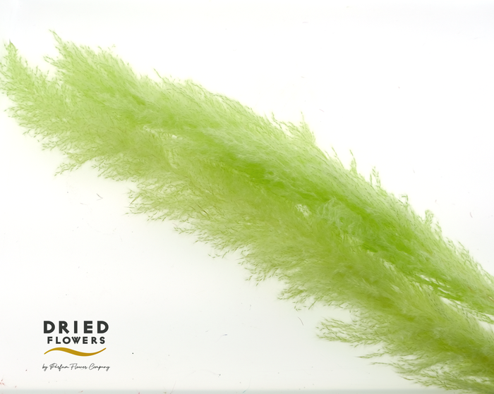 <h4>Dried Cortaderia Dadang Light Green</h4>