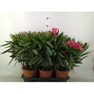 Nerium oleander   ...