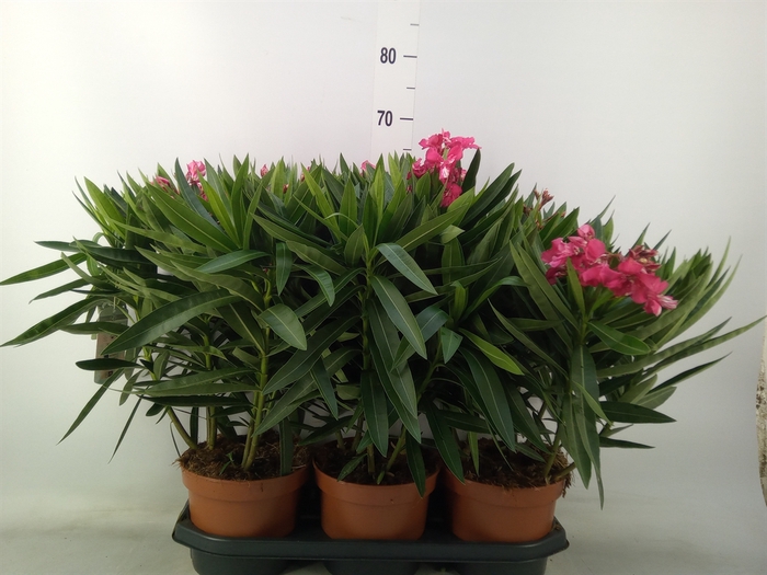 <h4>Nerium oleander   ...</h4>
