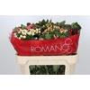 Hypericum Rainbow Romance Spray