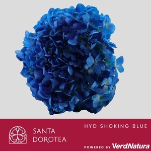 HYD Painted Shoking Blue PRE