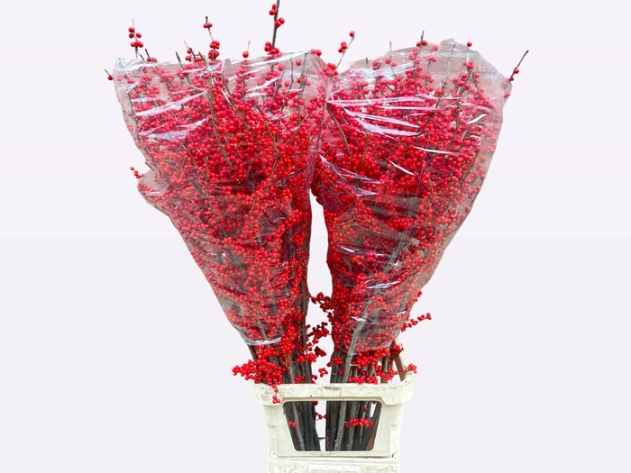 <h4>ILEX VE RODE BES</h4>