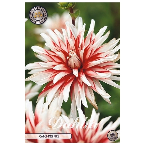 <h4>Dahlia Catching Fire x1 l</h4>