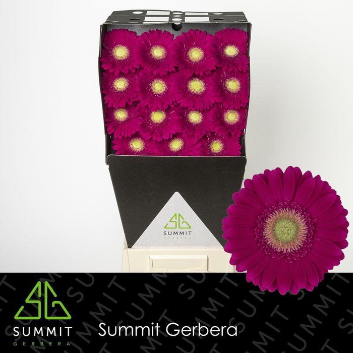 <h4>Gerbera Ambassador Diamond</h4>