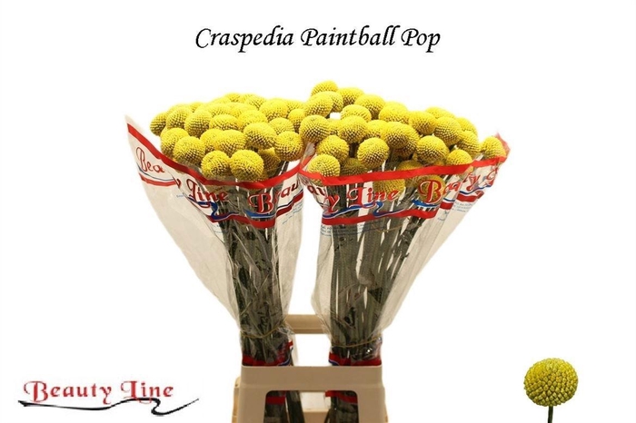 <h4>CRAS PAINTBALL POP</h4>