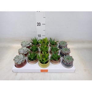 Succulents   ...mix 5