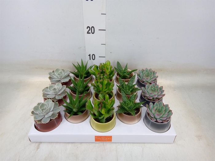<h4>Succulents ...mix 5</h4>