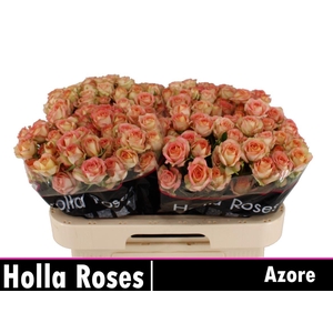 R Tr Azore
