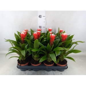 Guzmania   ...