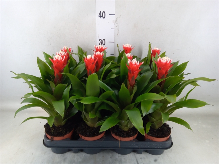 <h4>Guzmania   ...</h4>
