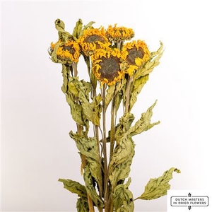 Dried Sunflower Yellow 5pcs Bunch