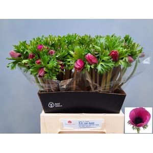 ANEM CO MAR ORCHID