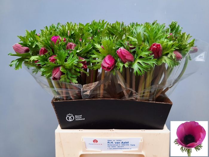 <h4>ANEM CO MAR ORCHID</h4>