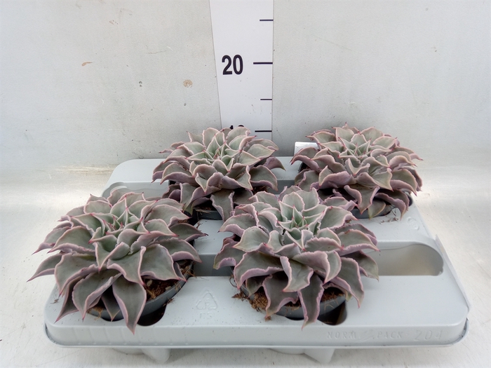 <h4>Echeveria   ...</h4>