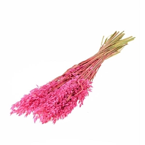 Haver (avena) Sugar Pink