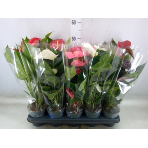 Anthurium   ...mix