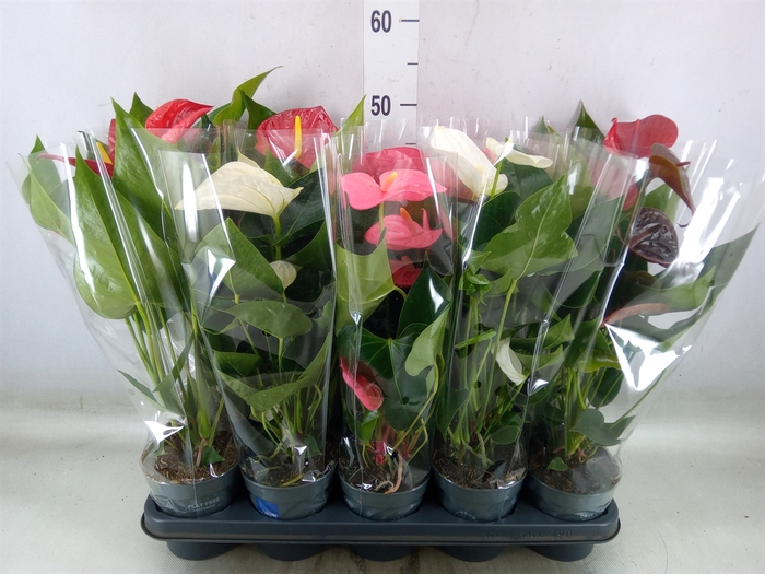 <h4>Anthurium   ...mix</h4>