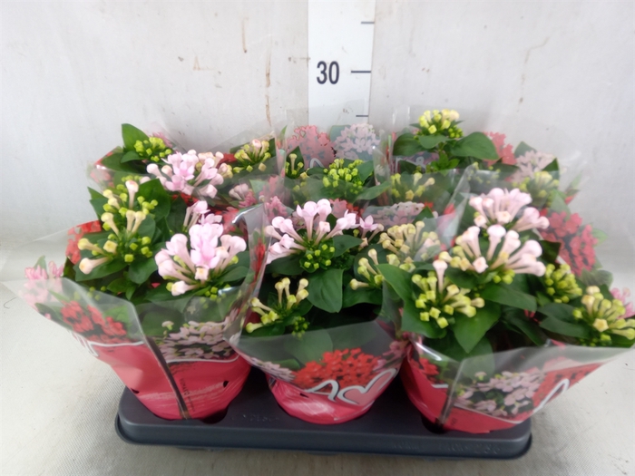 <h4>Bouvardia  'Amora Monica'</h4>